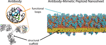 Image: Antibody-inspired “molecular Velcro” could lead to a new class of biosensors. Researchers took cues from the architecture of a natural antibody (left) in designing a new material that resembles tiny sheets of Velcro (right) (Photo courtesy of Lawrence Berkeley National Laboratory).
